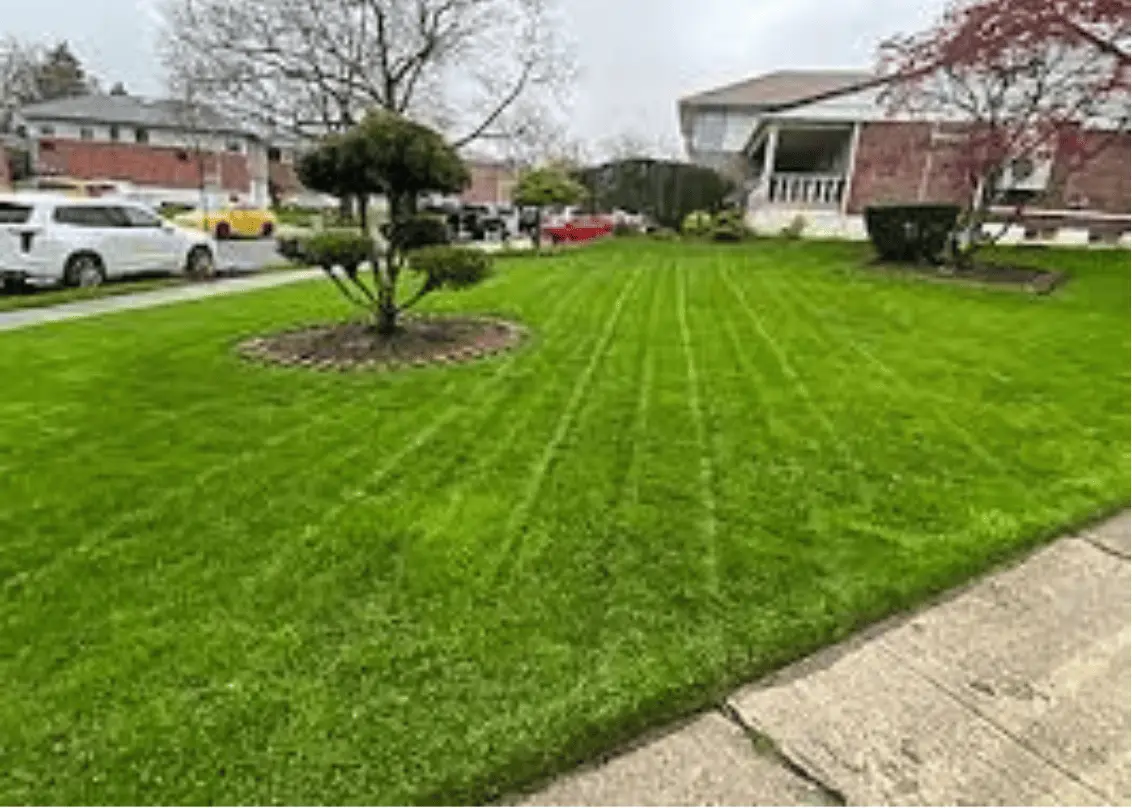 a nicely done lawn surface with beautifully trimmed trees in it