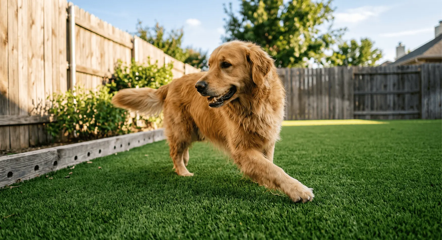 pet-friendly artificial turf dog run Lubbock TX